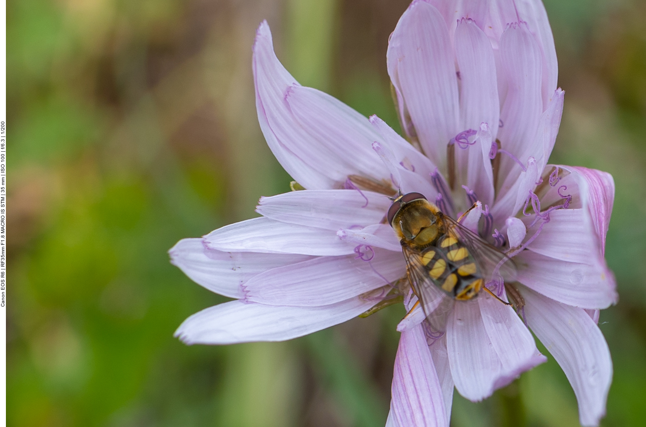 Biene an Roter Schwarzwurzel [Podospermum purpureum]