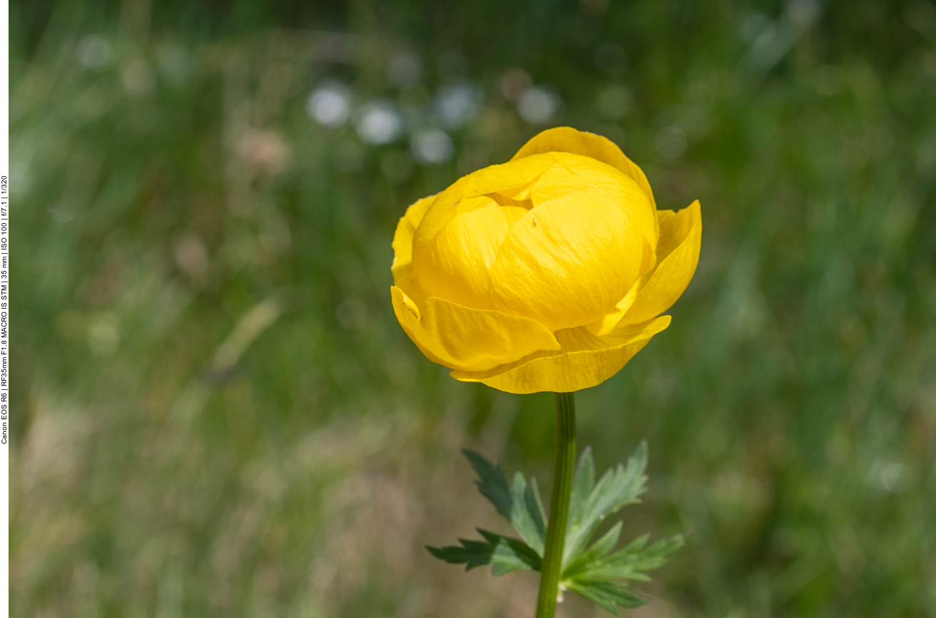 Europ&auml;ische Trollblume [Trollius europaeus]