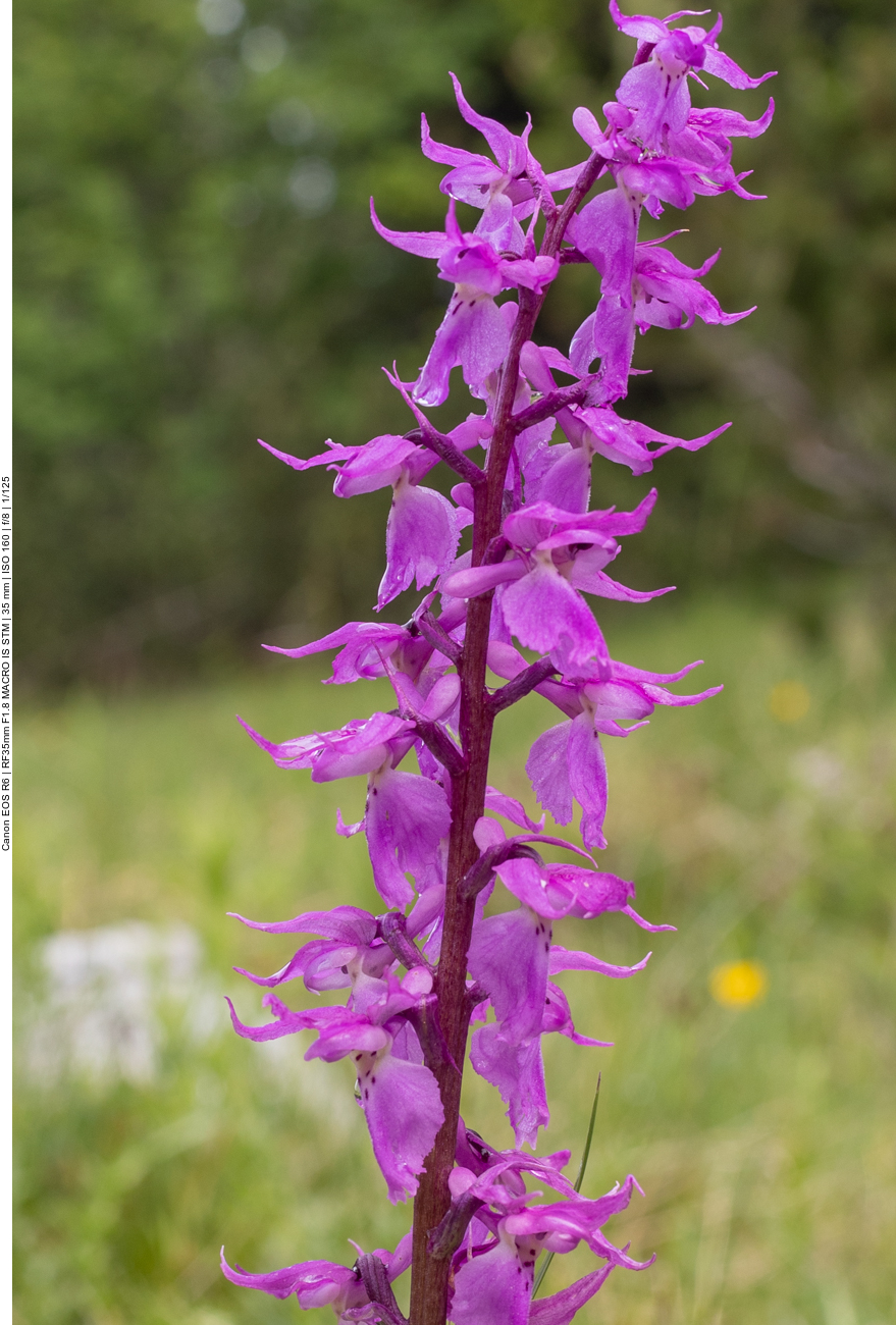 Kuckucks-Knabenkraut [Orchis mascula]