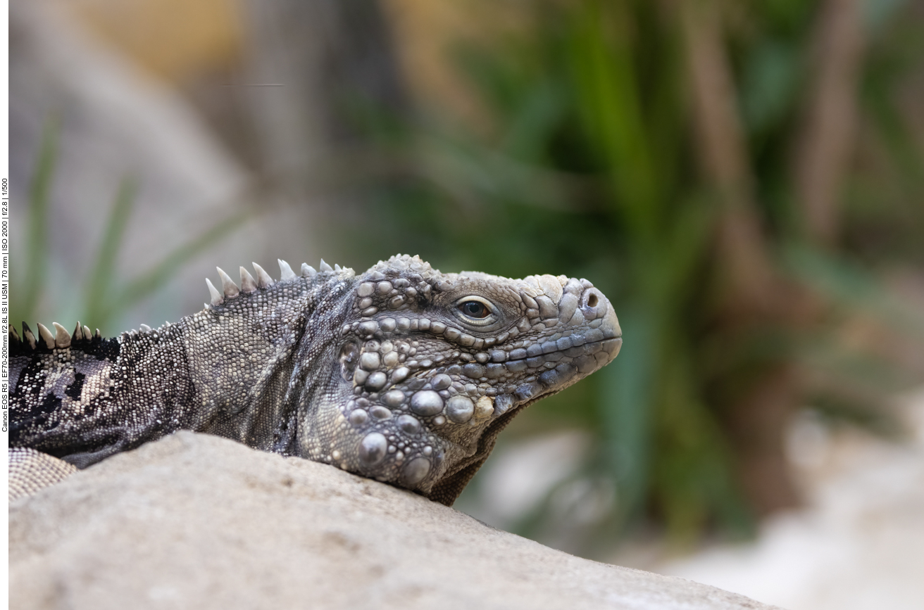 Kuba-Leguan