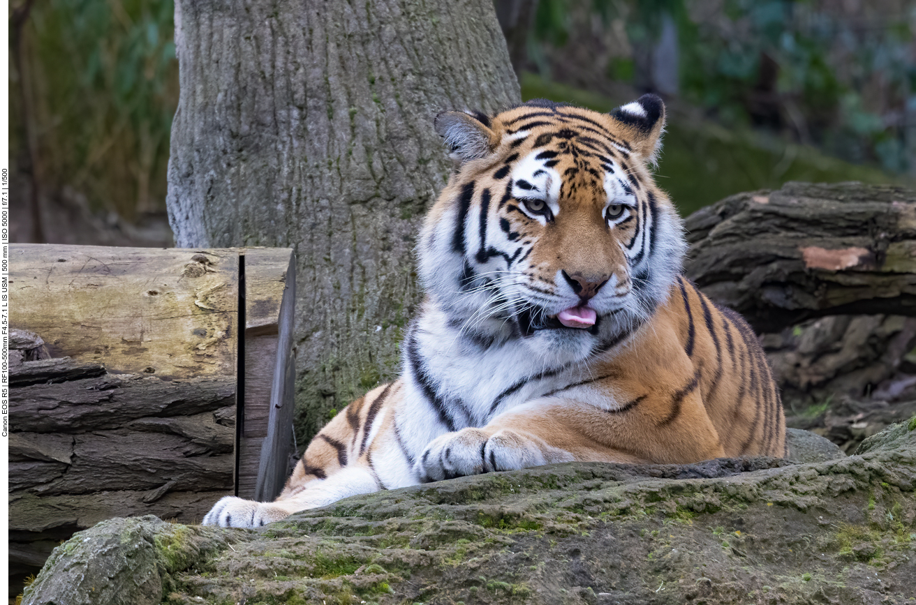 Sibirischer Tiger