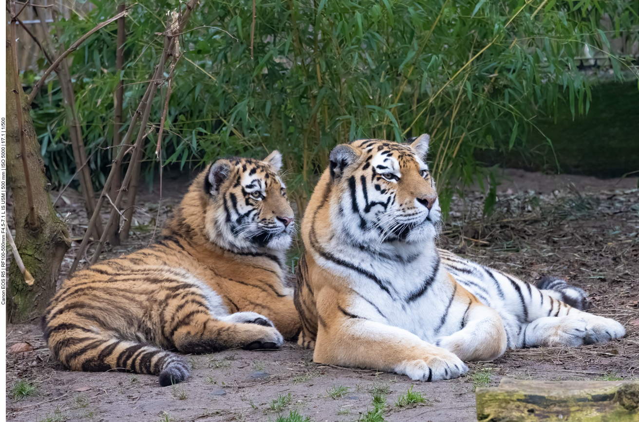 Sibirischer Tiger