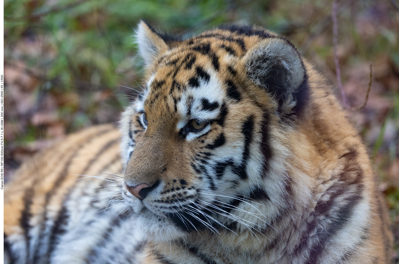 Sibirischer Tiger