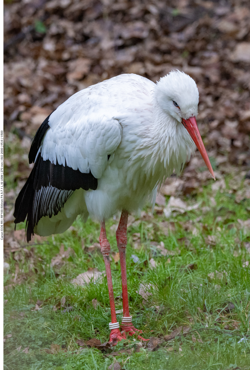 Weißstorch