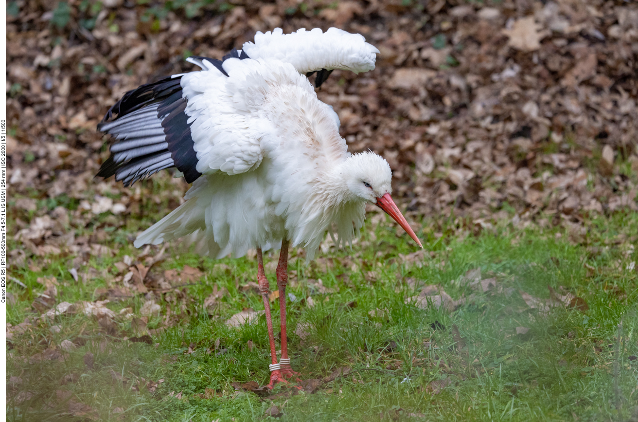Weißstorch