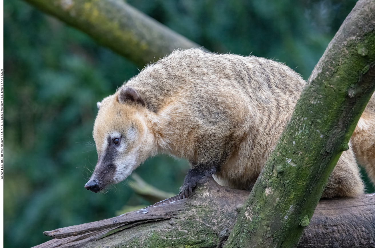 Nasenbär