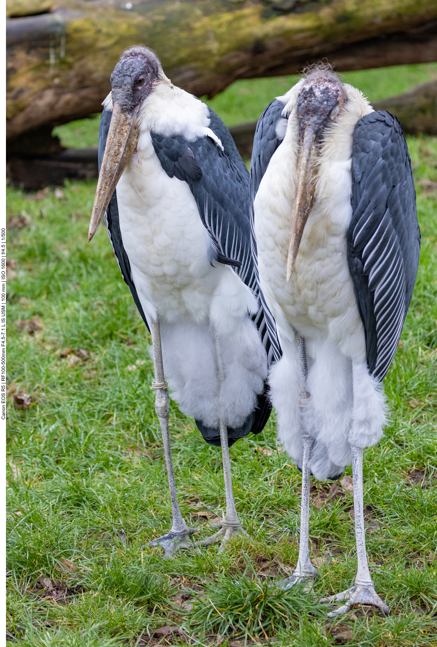 Marabu