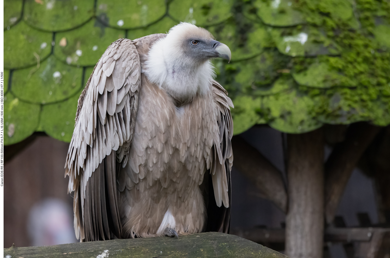 Gänsegeier