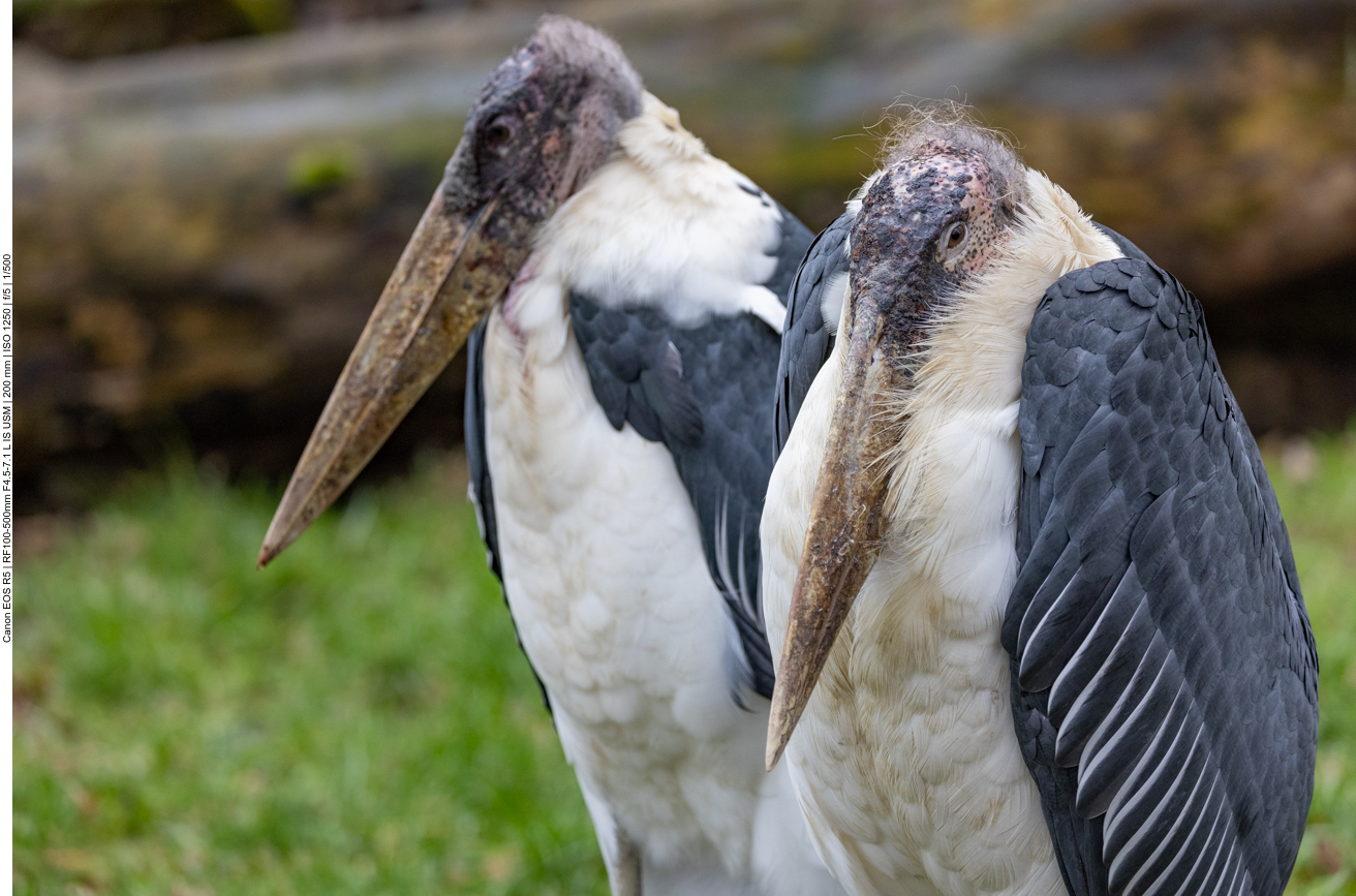 Marabu