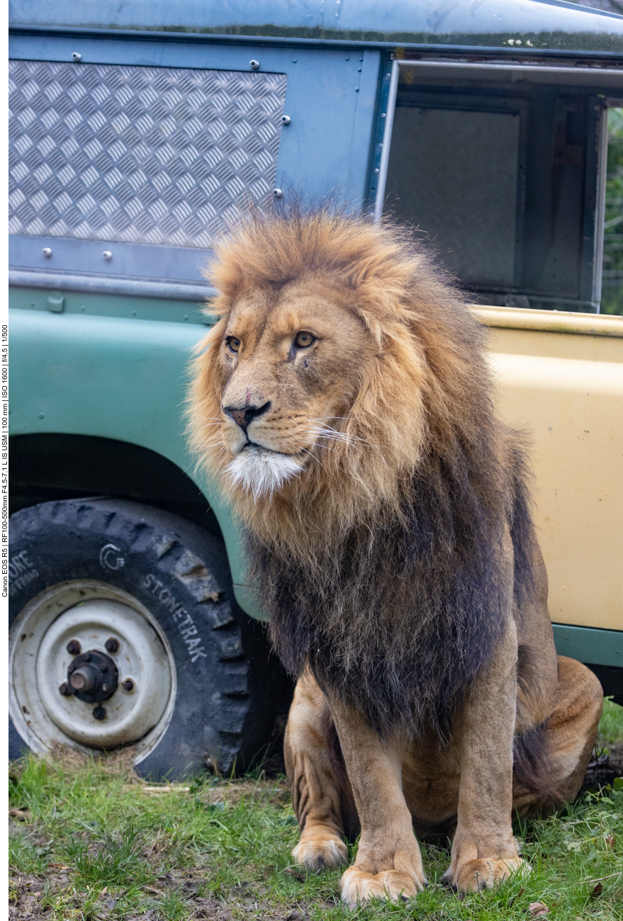 Afrikanischer Löwe