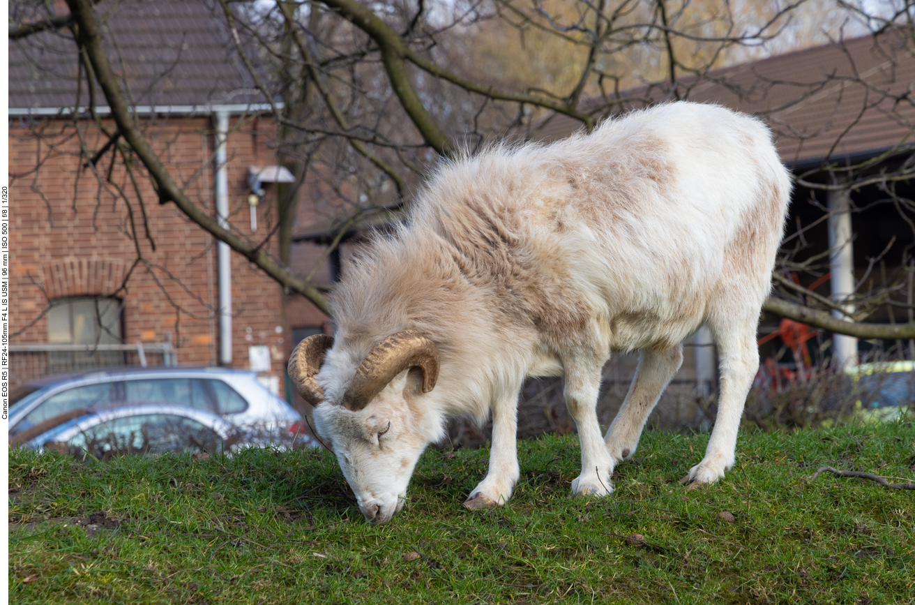 Grasendes Schaf