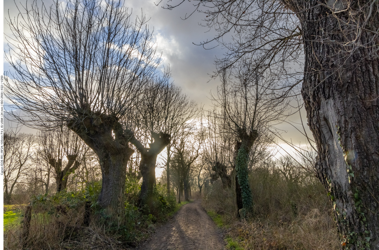 Allee