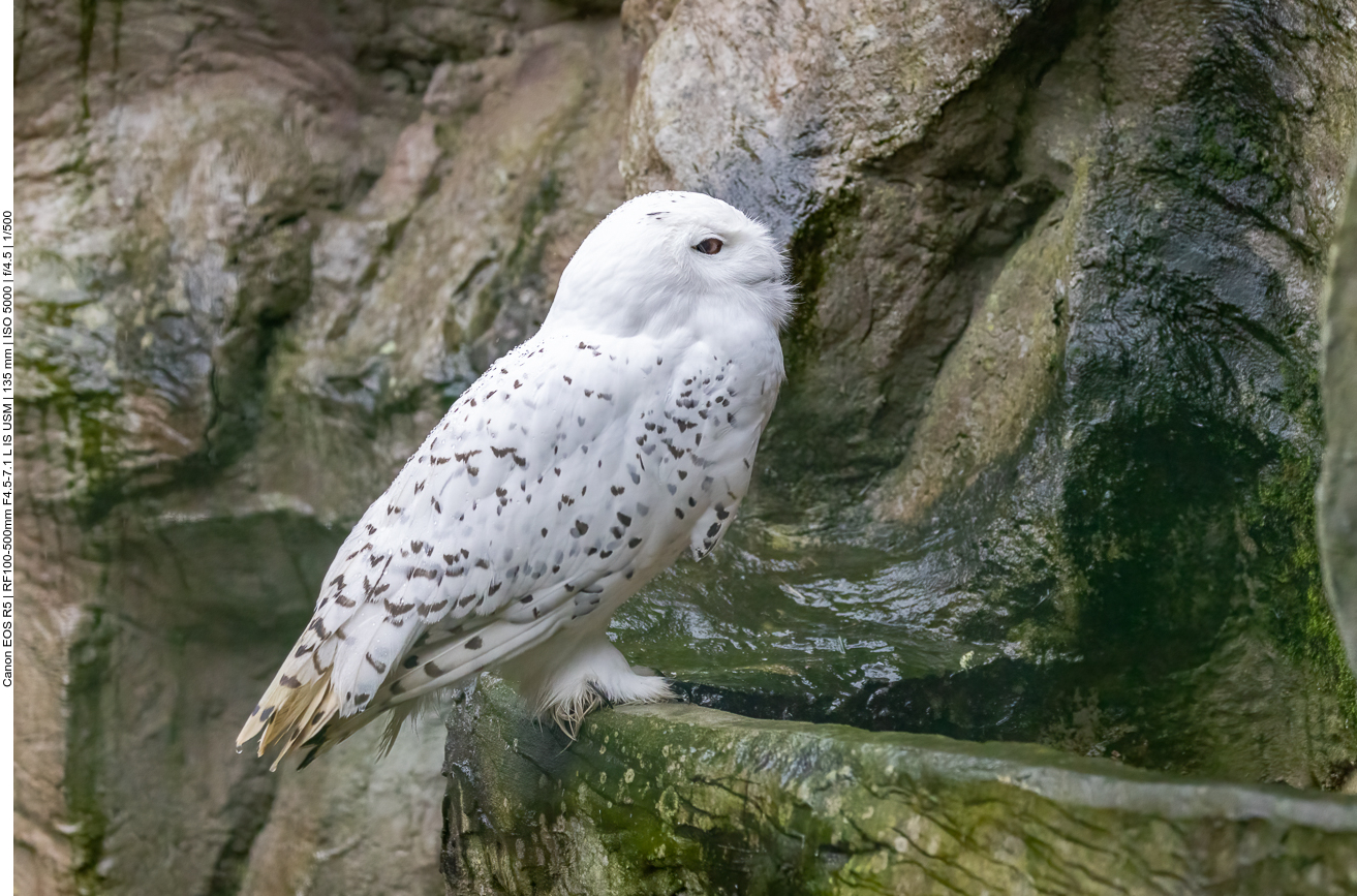 Schneeeule