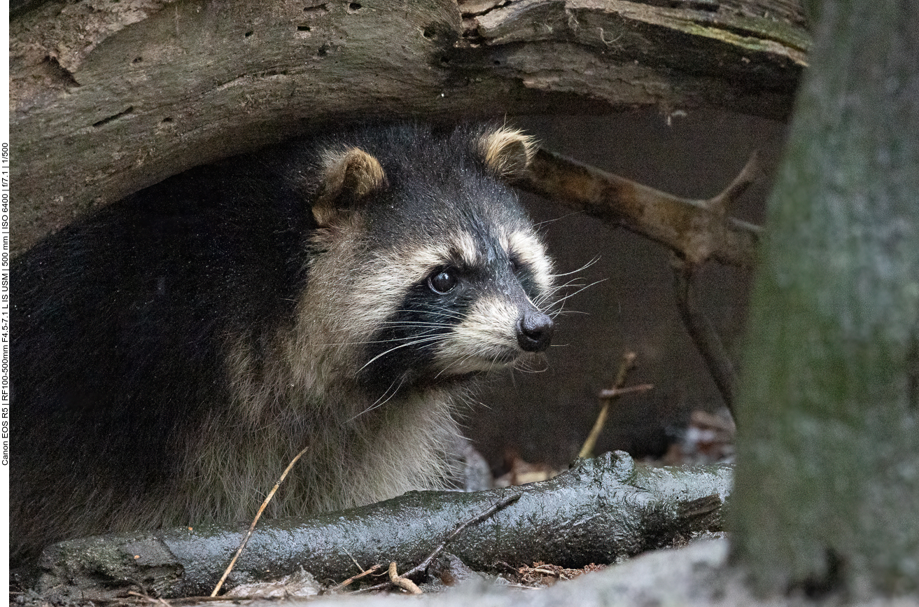 Waschbär
