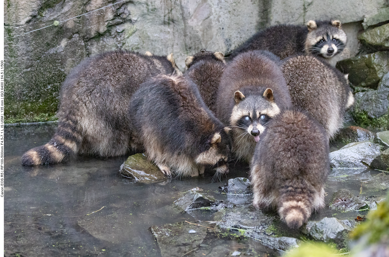 Waschbärenfamilie