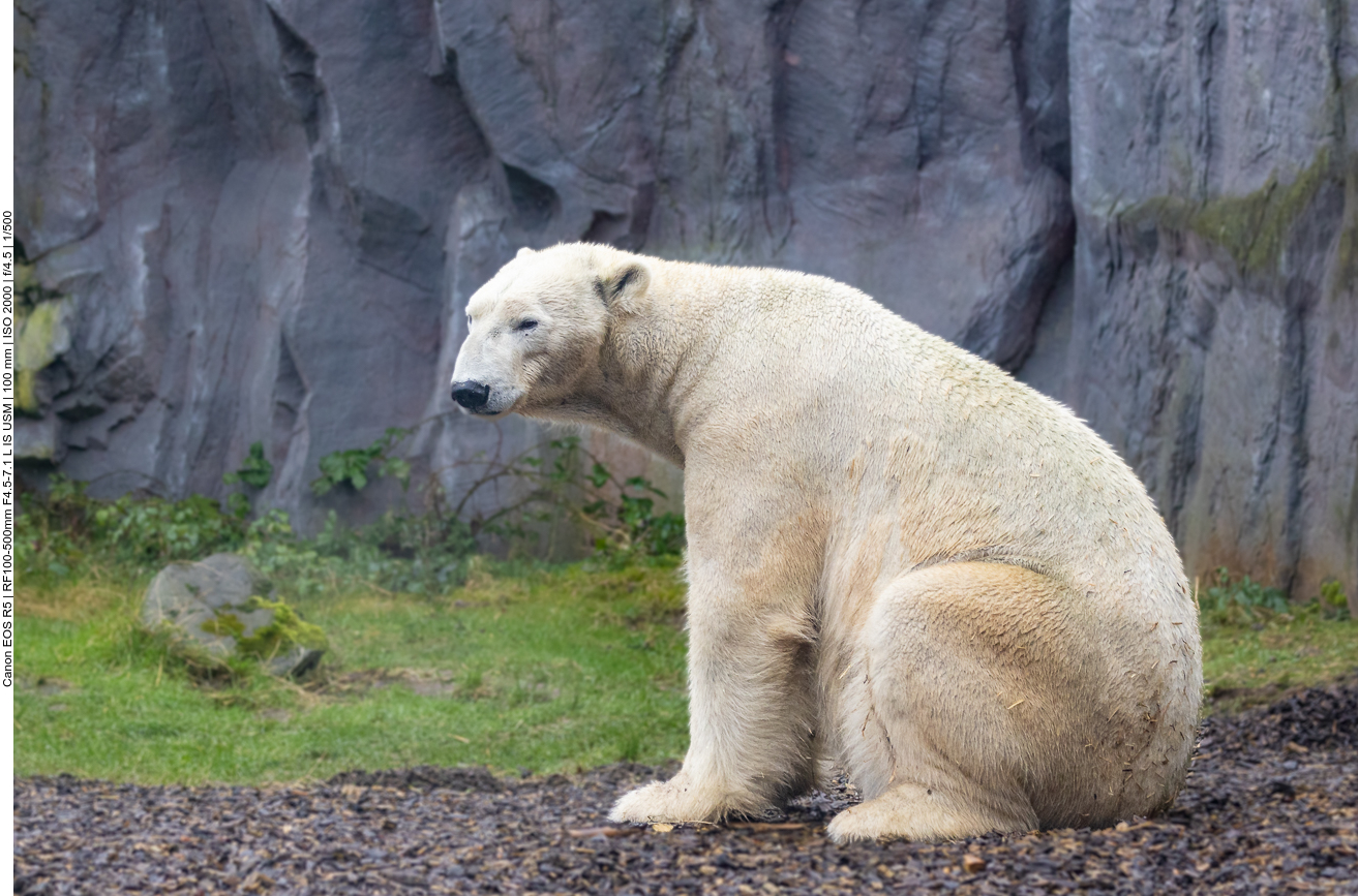 Eisbär
