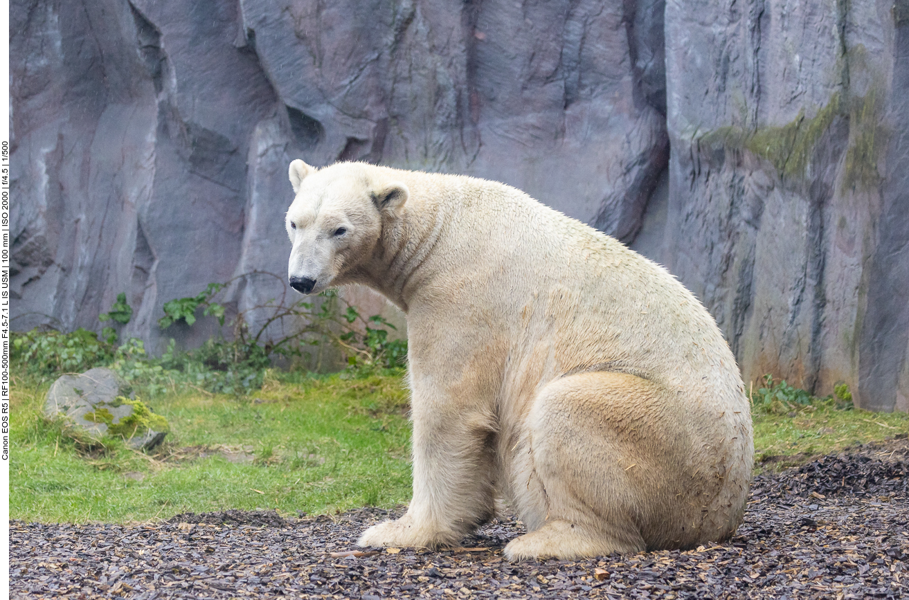 Eisbär