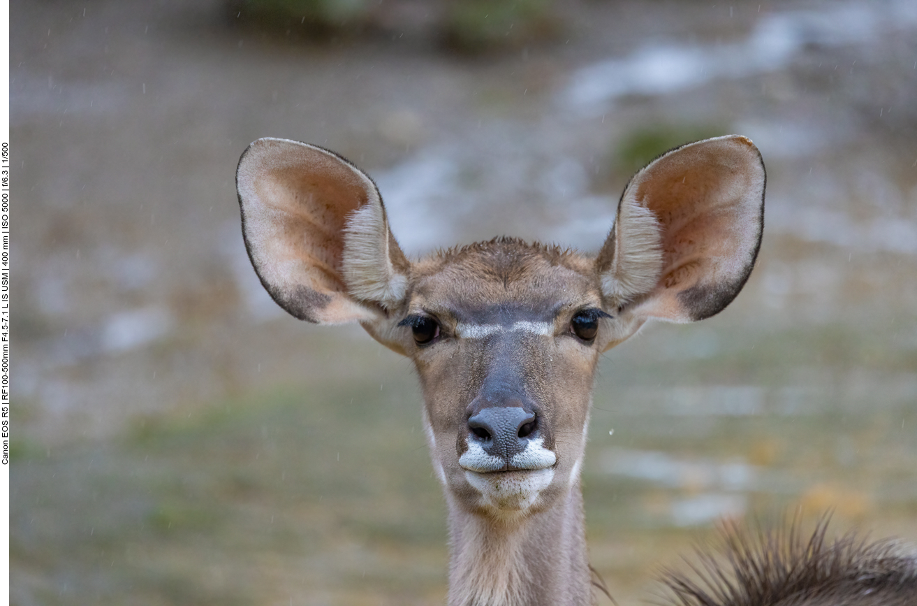 Gazelle