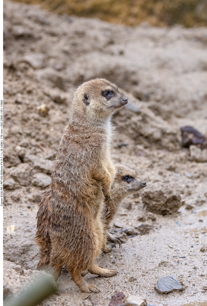 Erdmännchen