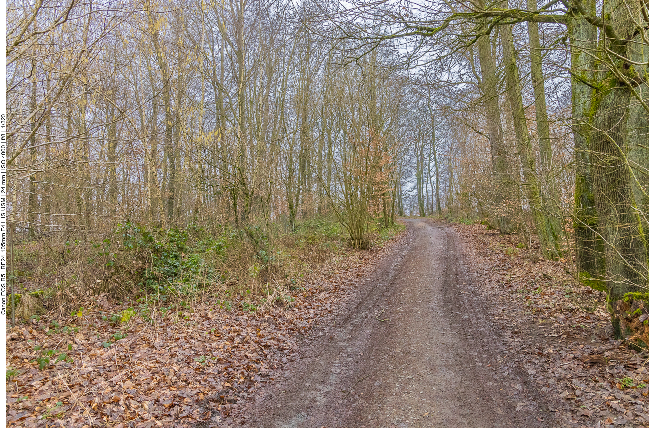 Weg durch den kahlen Wald