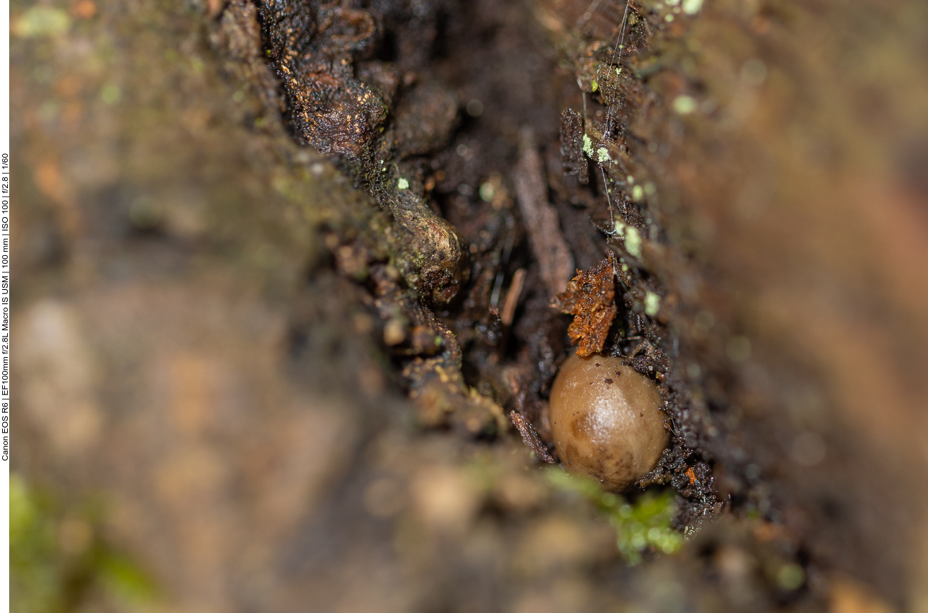 Versteckte Schnecke