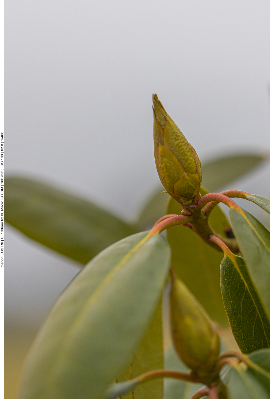 Rhododendron