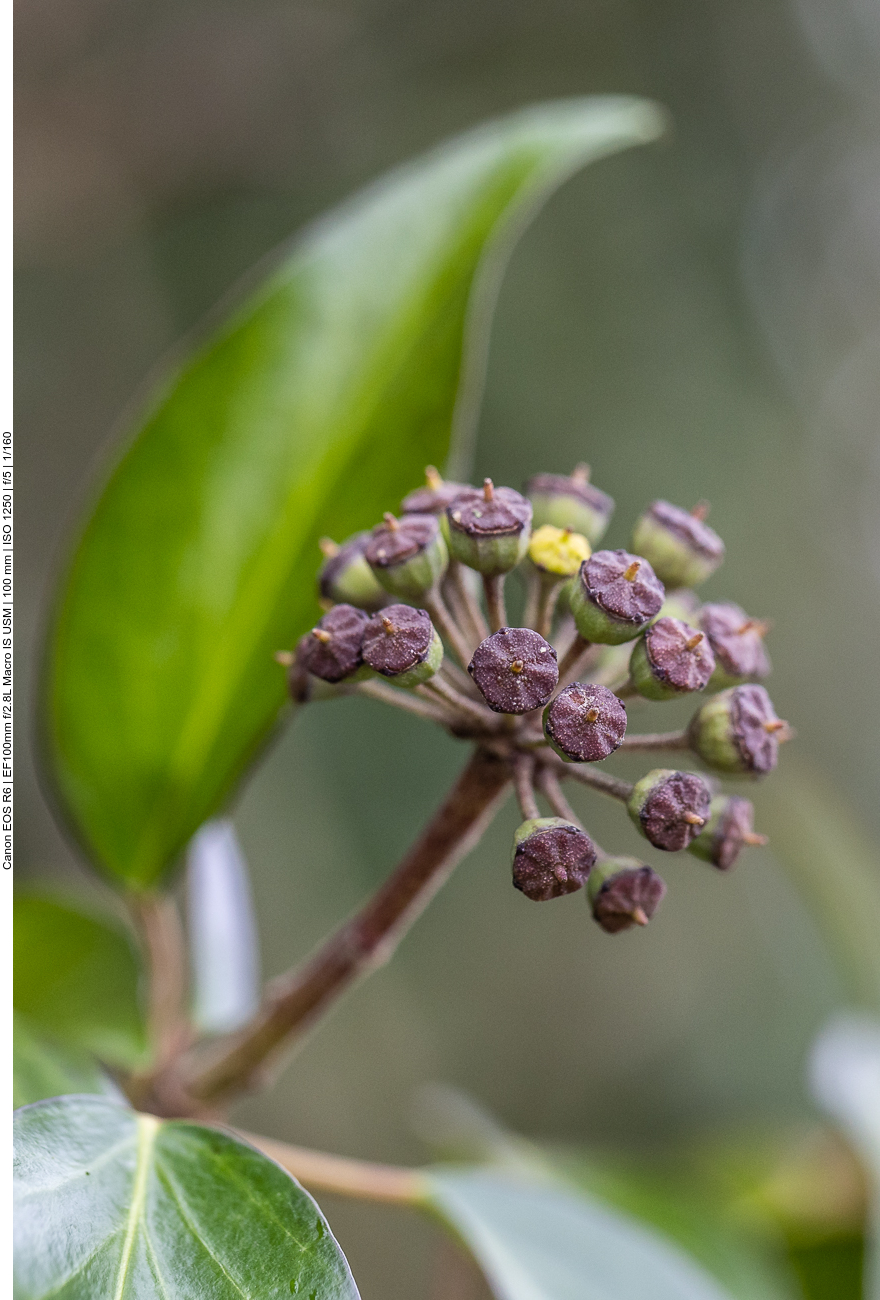 Gemeiner Efeu [Hedera helix]