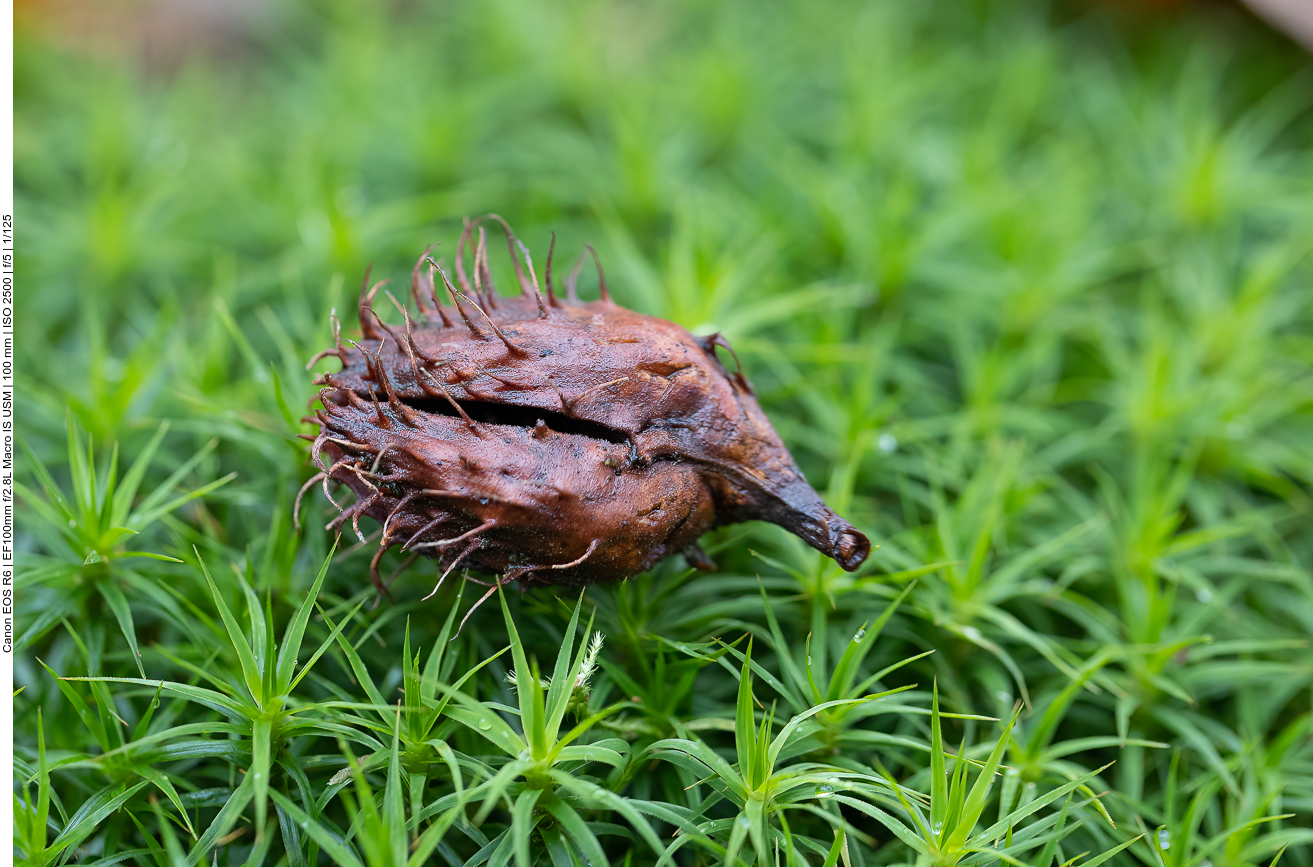Bucheckernkapsel auf Goldenes Frauenhaarmoos [Polytrichum commune], auch Gemeines bzw. Gewöhnliches Widertonmoos oder Großes Haarmützenmoos genannt