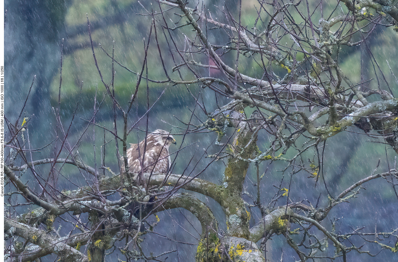 Bussard im strömenden Regen, leider viel zu weit weg