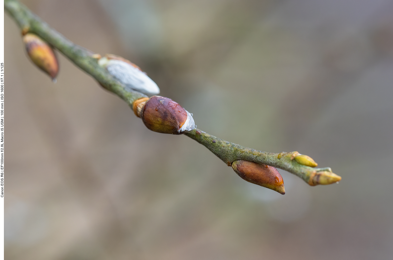 Knospen