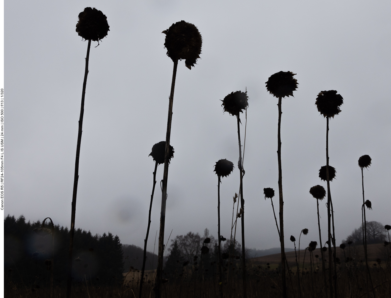 Die Sonnenblumen haben das Gröbste schon hinter sich :-(