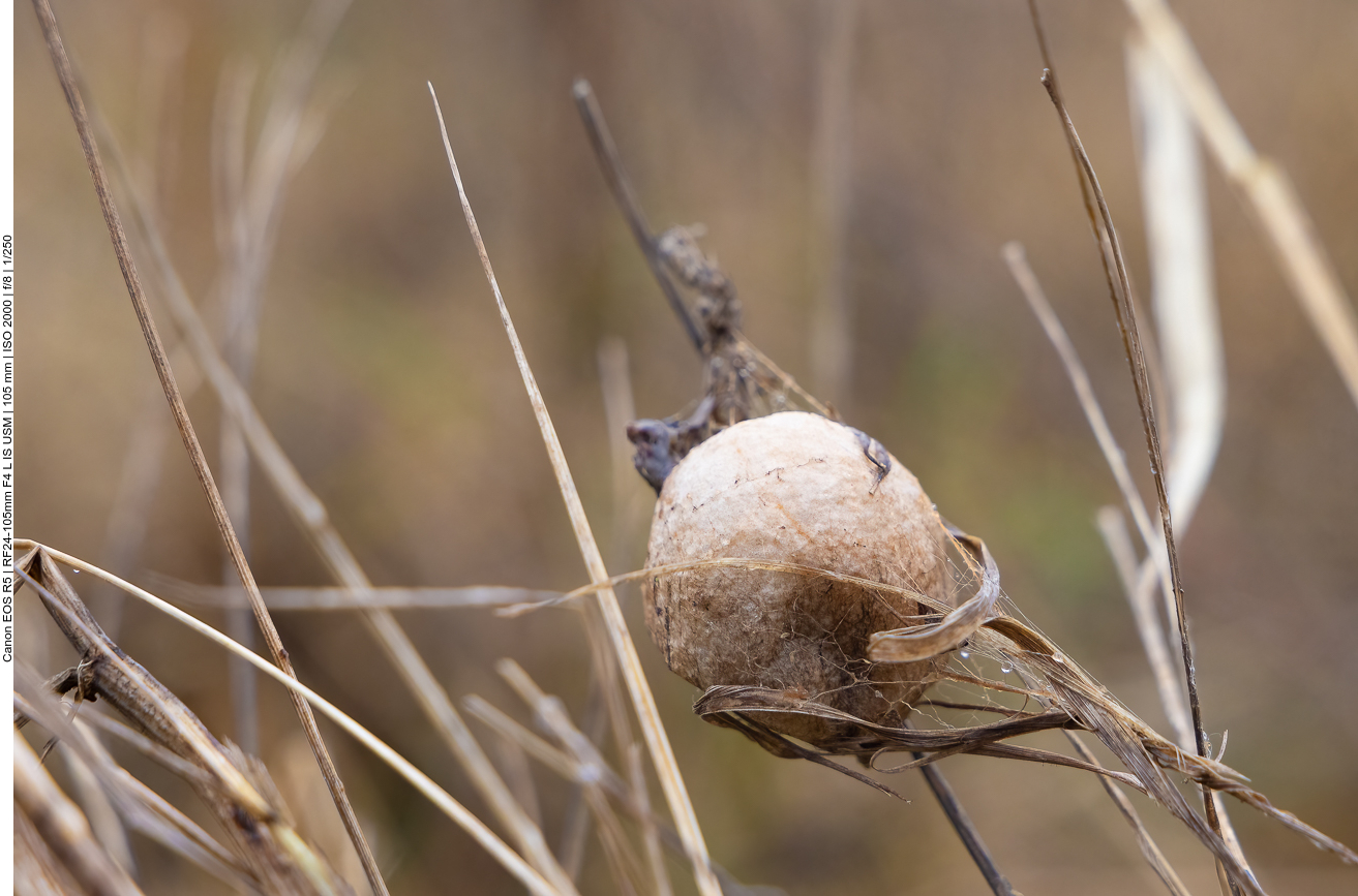 Sieht aus wie ein Kokon einer Insektenart