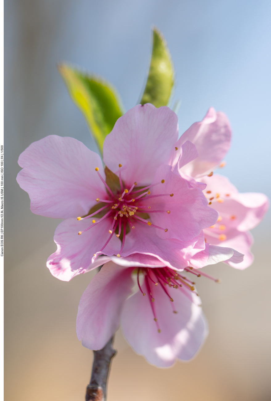 Mandelblüte