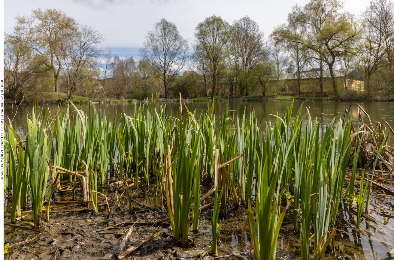 Thalfanger Weiher