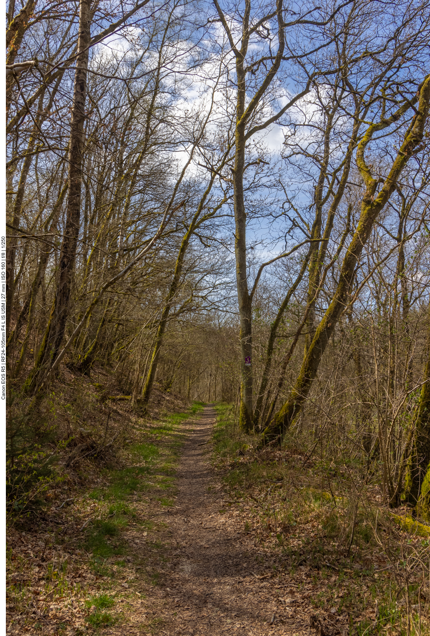 Auf dem Waldpfad