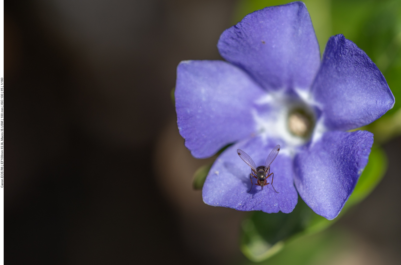 Insekt auf einem Kleinen Immergrün [Vinca minor]