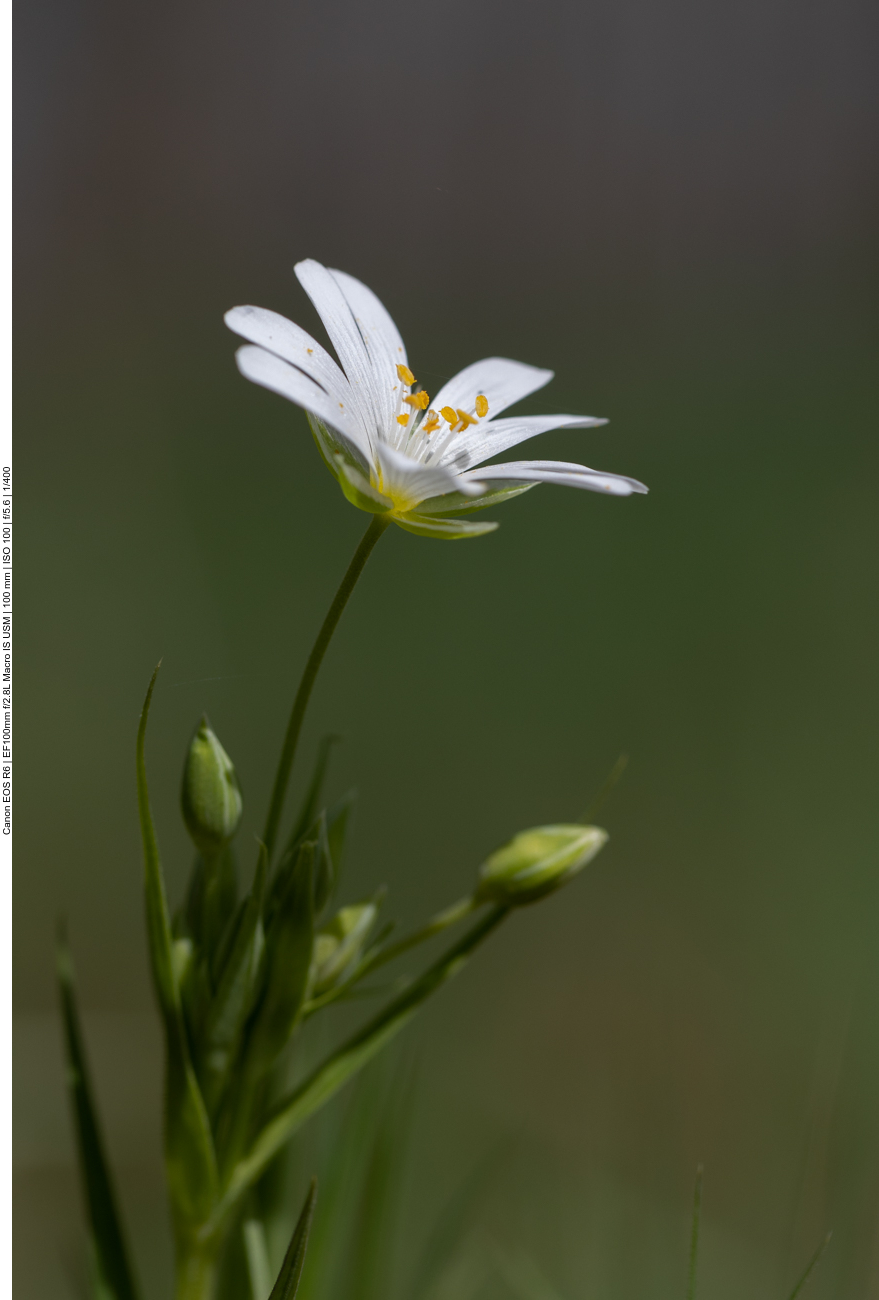 Echte Sternmiere [Stellaria holostea]