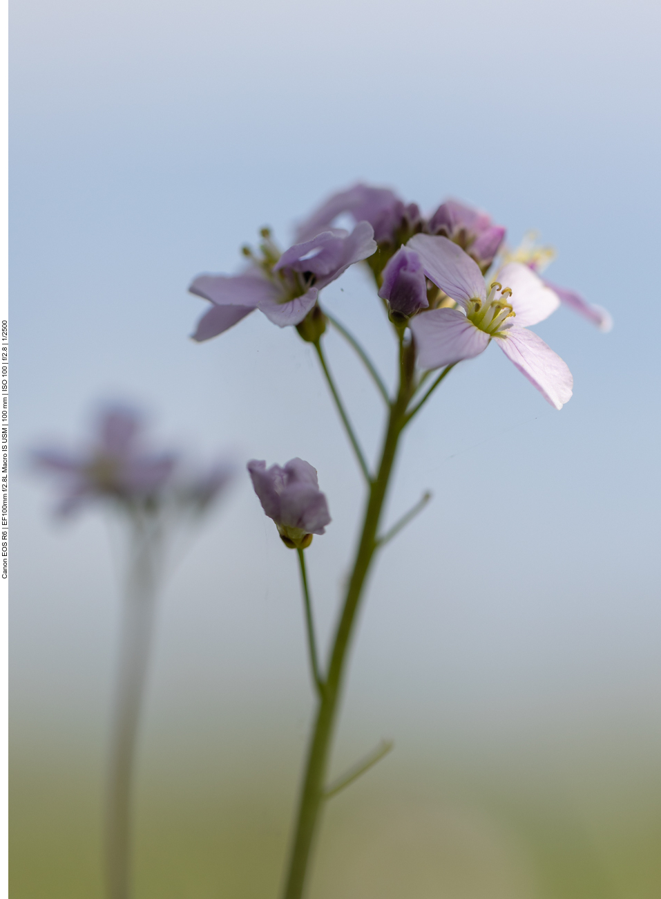 Wiesenschaumkraut [Cardamine pratensis]