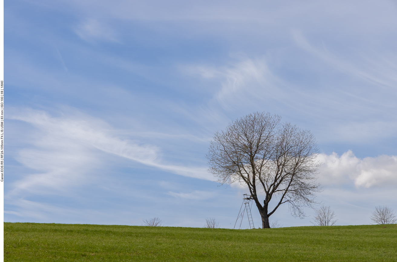 Schöner Baum, aber der Hochsitz stört