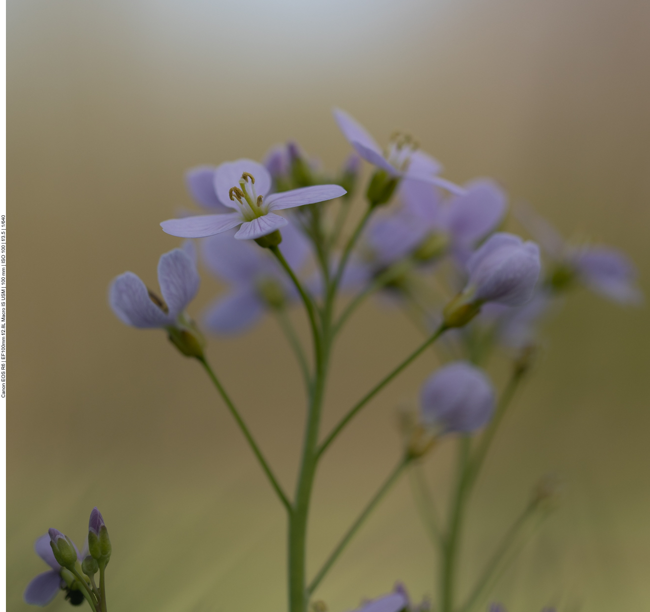 Nochmals das Wiesenschaumkraut