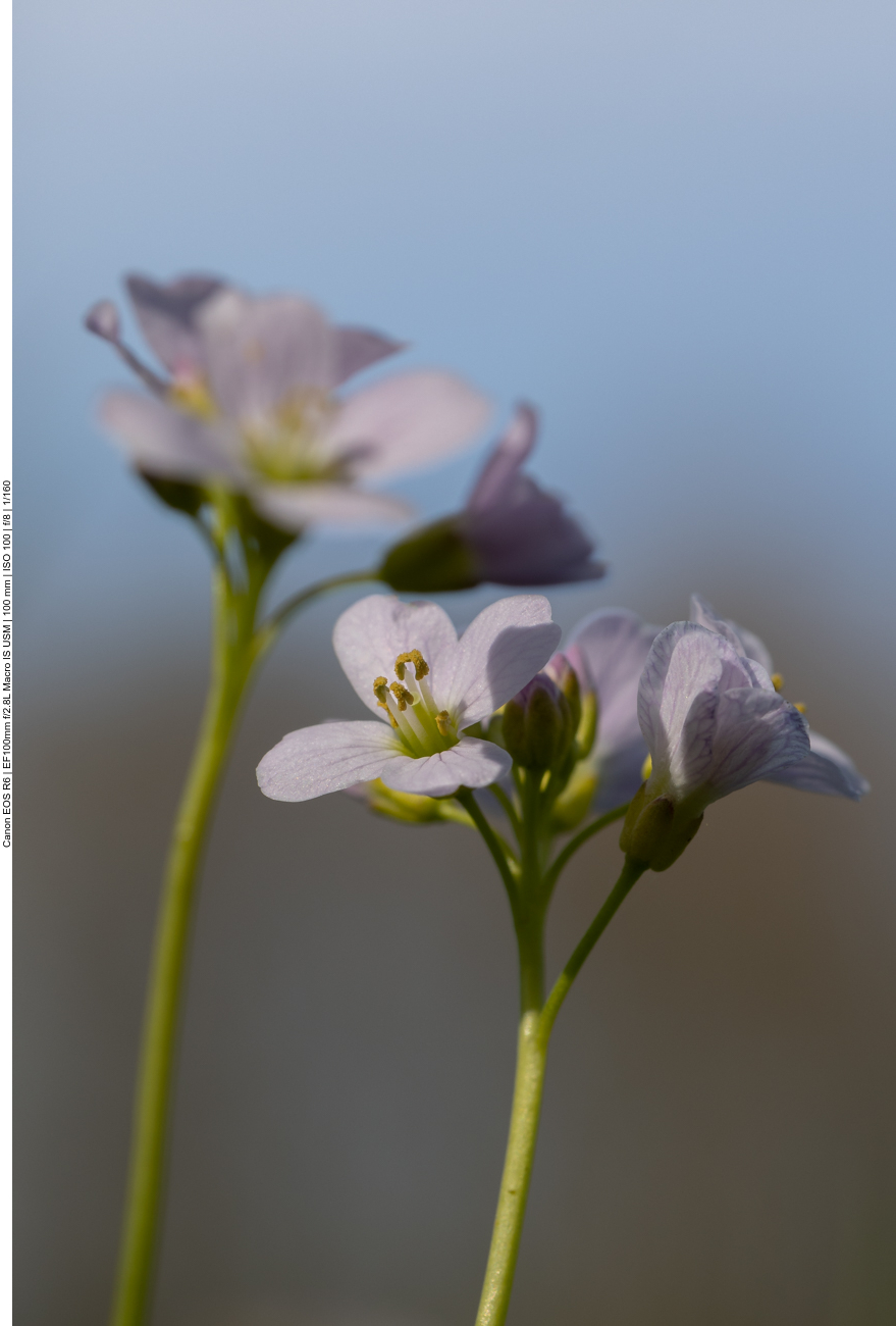 Wiesenschaumkraut [Cardamine pratensis]