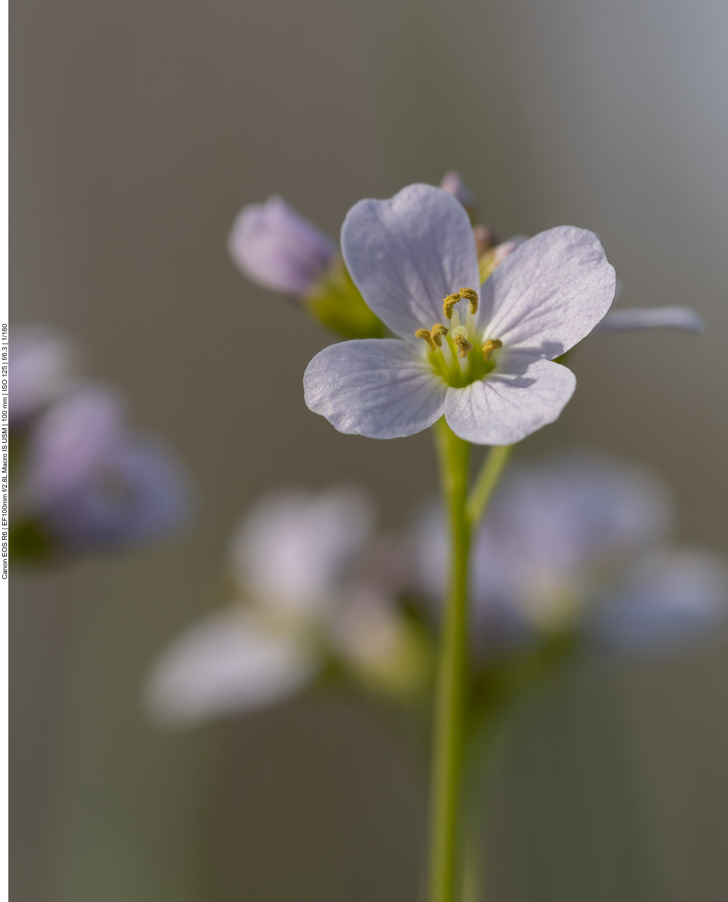 Wiesenschaumkraut [Cardamine pratensis]