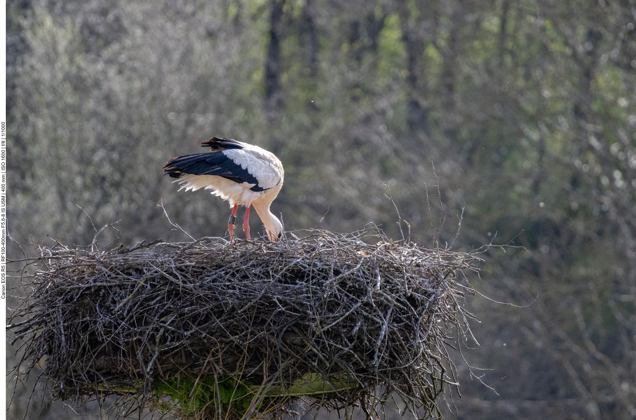 Weißstorch [Cigonoa cigonia]
