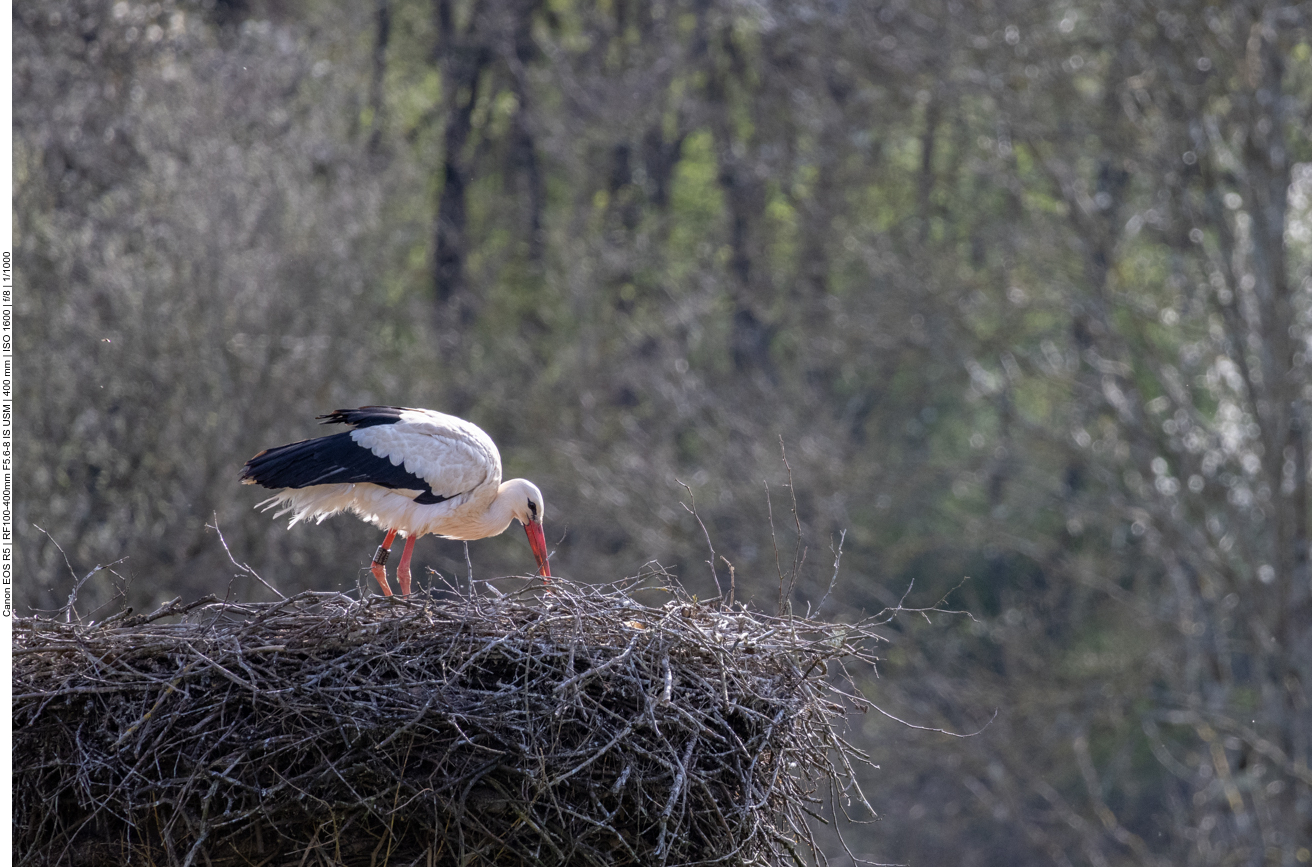 Klapperstorch
