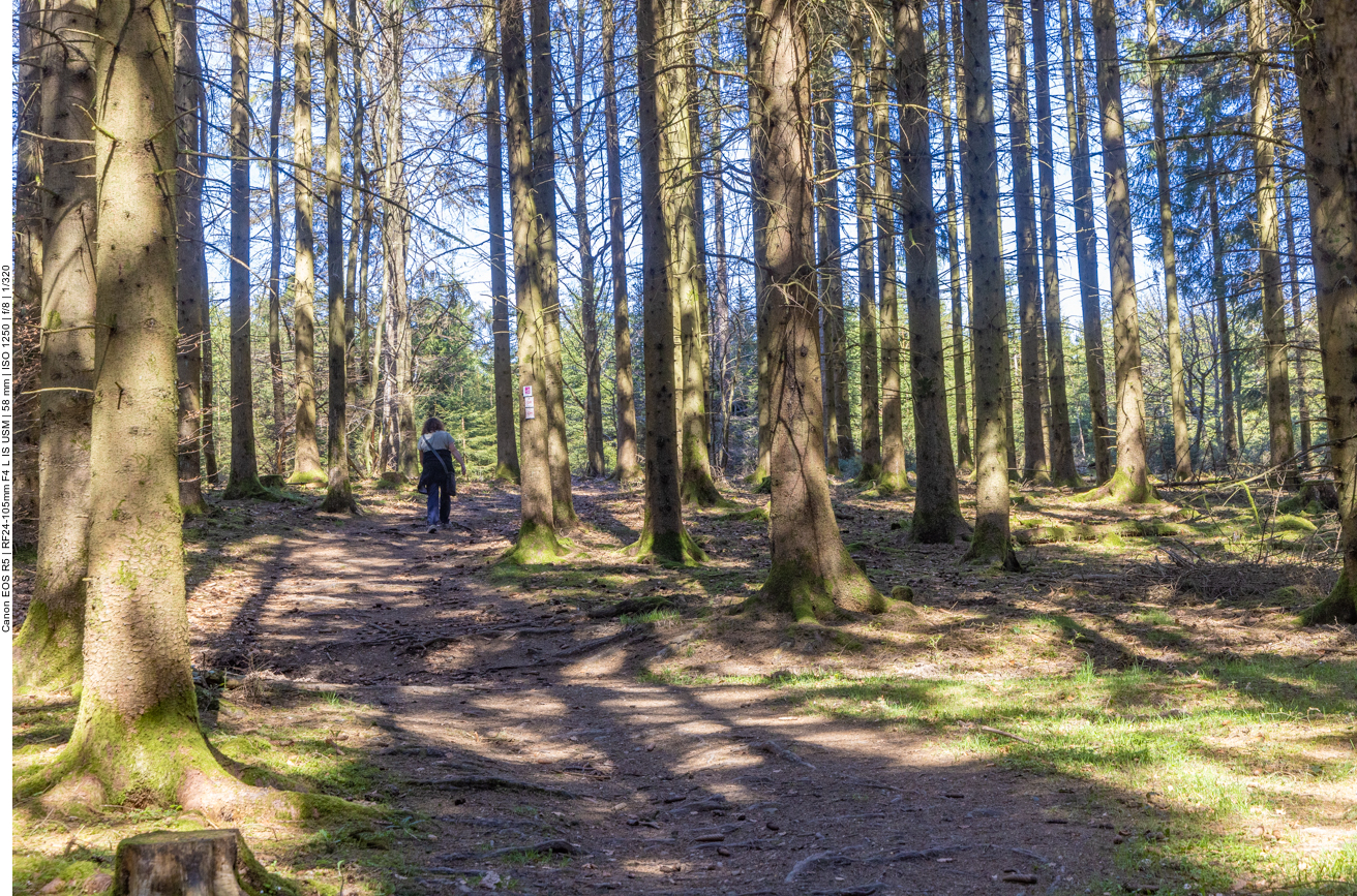 Lichter Waldweg 1