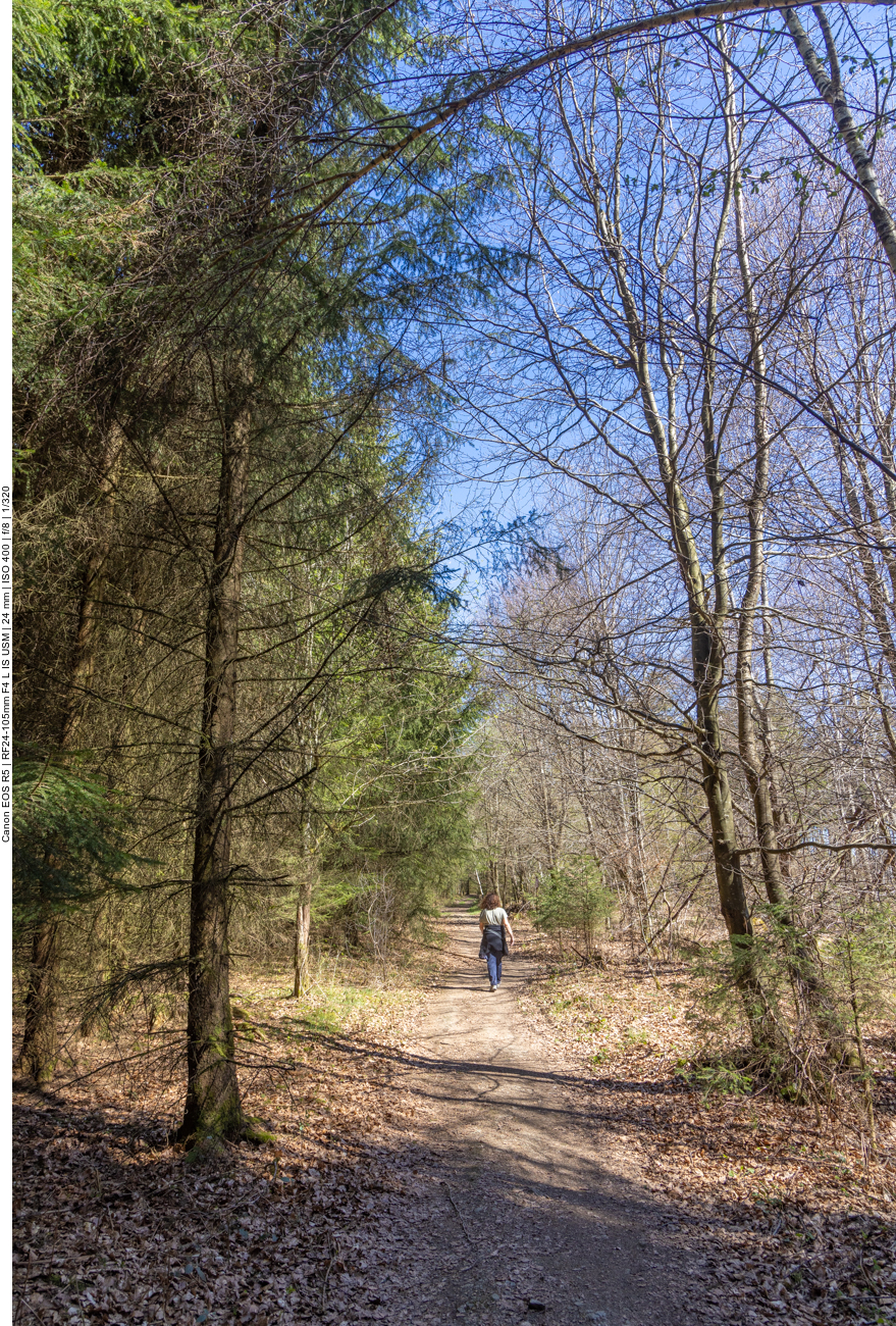 Lichter Waldweg 2