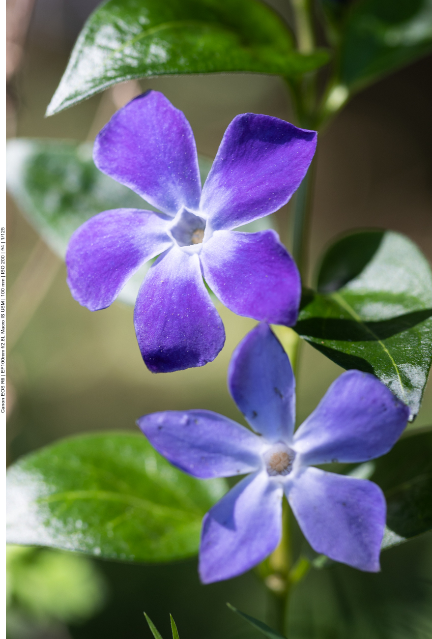 Großes Immergrün [Vinca major]