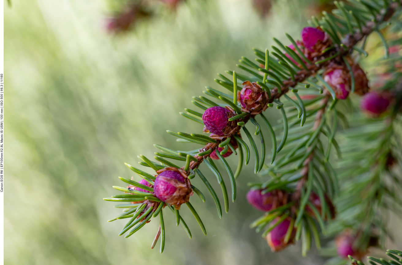Blühende Fichte [Picea abies]
