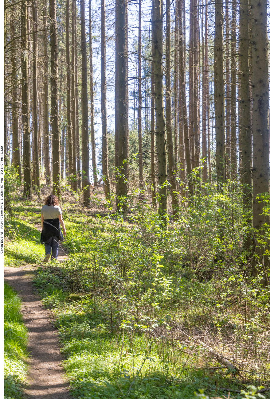 Sonniger Waldpfad