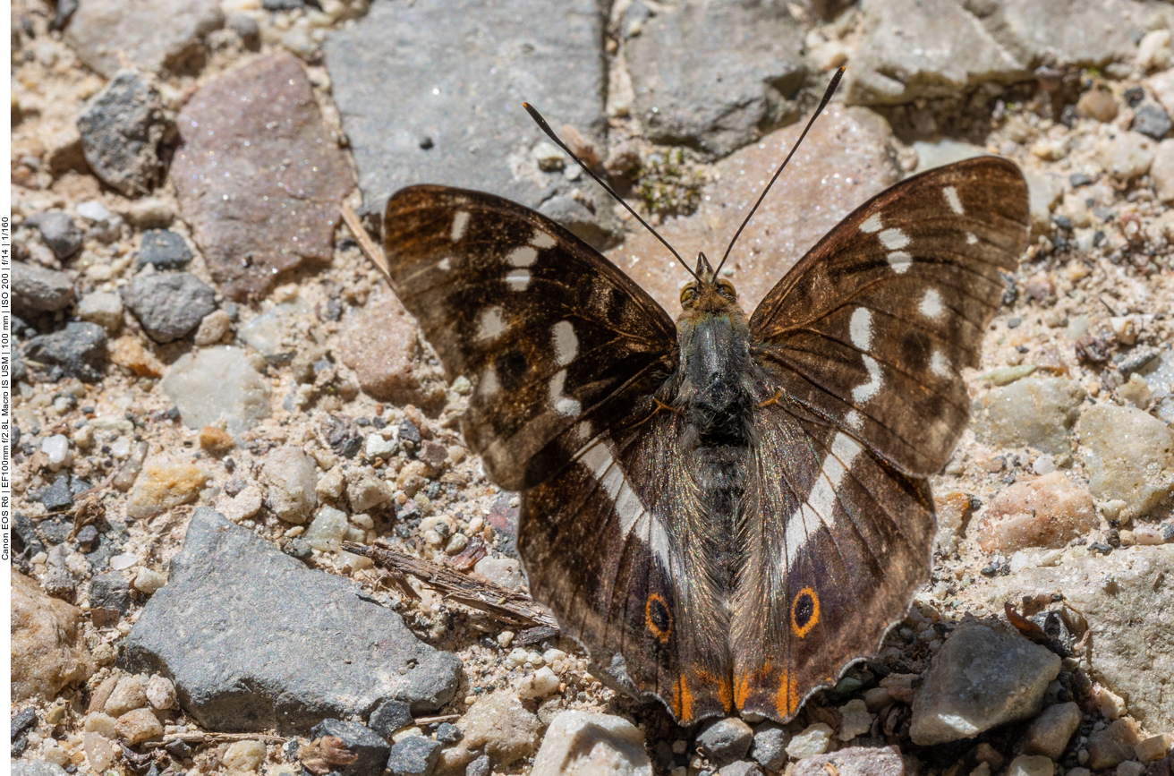 Schmetterling